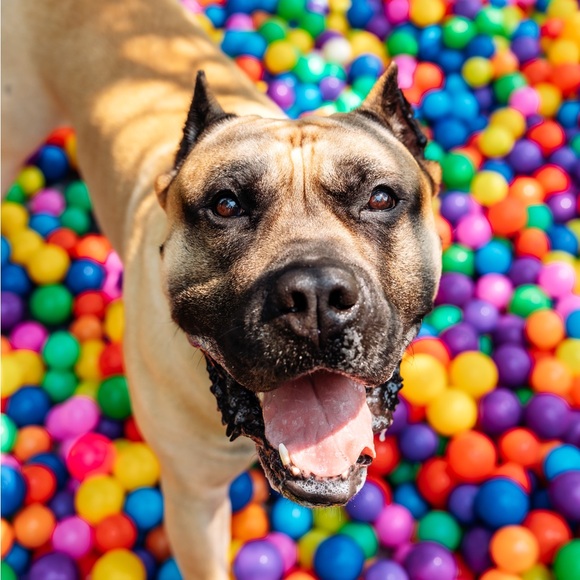 Meet your Posher, Joy - Picture 4 of 5